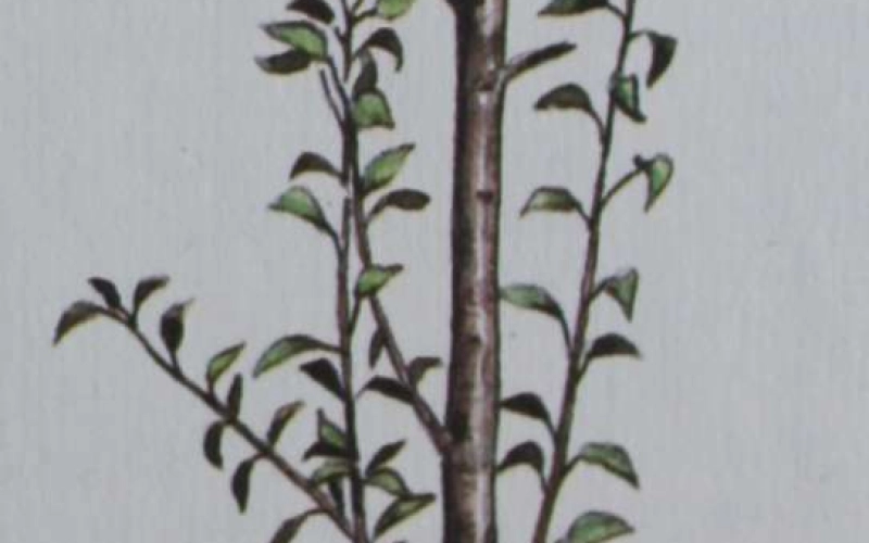 Вегетативные образования Вегетативные образования