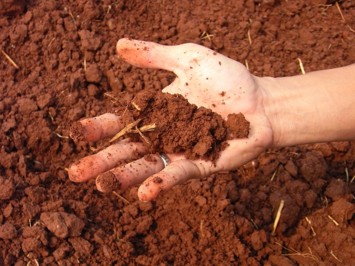 Как узнать тип почвы и зачем это нужно