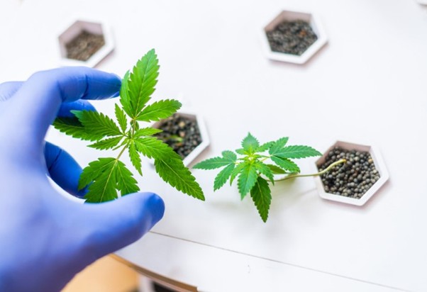 Создание устойчивых сортов